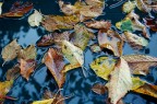 Autumn Autumn