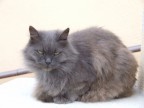 Il mio gatto Il mio gatto