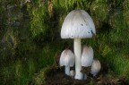 Coprinus insignis