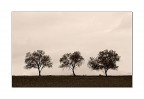 Three Trees Three Trees