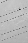 Solitudine... Solitudine...