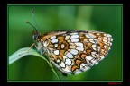 butterfly butterfly