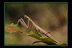 mantide mantide