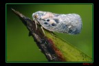 farfallina farfallina