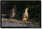 Starne al tramonto - TW 06-001