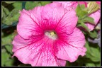 Macro fiori.. Macro fiori..