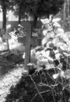The cross The cross