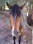 la vera faccia del "cavallo" dopo che ha espiato...