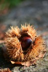 Una ripresa ravvicinata di un riccio con la sua castagna all'interno. La composizione � stata ottenuta ponendo la castagna sopra un muretto con una bella luce radente del sole che andava scomparendo tra le alte colline di montesenario.