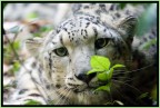 Leopardo delle Nevi Leopardo delle Nevi