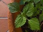 .: macro sul balcone :.
