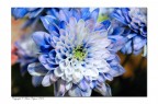 Blue... Blue...