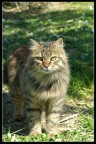 Gatto vanitoso Gatto vanitoso