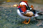 Mandarina Duck Mandarina Duck