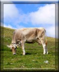 mucca in alta quota