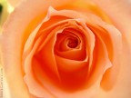 rosa colombiana rosa colombiana