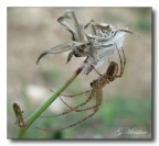 The Spider