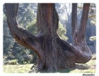 Tronco dell'albero centenario. Tronco dell'albero centenario.