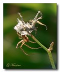 Spider Spider