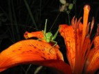 nero - arancio - verde nero - arancio - verde