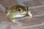 Bufo Viridis