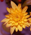Giallo e Viola Giallo e Viola