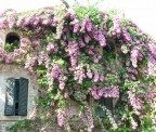 flowers flowers