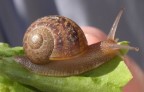 A qualcuno piace la mia insalata? A qualcuno piace la mia insalata?