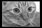 Il mio gatto Il mio gatto