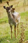 bambi bambi