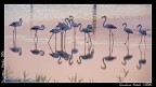 fenicotteri 4 - ultima della serie fenicotteri 4 - ultima della serie