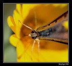 Ritratto di farfalla