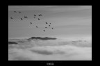 FLYING SEA FLYING SEA