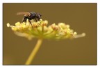 la mosca la mosca