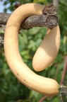 la cucuzza boa la cucuzza boa
