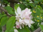 Primavera - Apfelblüte Primavera - Apfelblüte