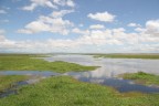 Kenia - Marsh Kenia - Marsh