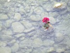 Fiore nel Ruscello Fiore nel Ruscello