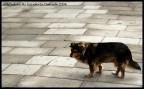 Solitudine Solitudine