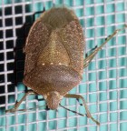 Prime macro - Cimice