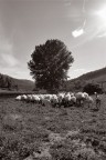 paesaggio naturalismo paesaggio naturalismo