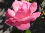 rosa rosa