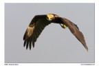 Falco di palude Falco di palude