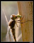 Libellula mentre mangia!