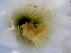 l'occhio del fiore l'occhio del fiore