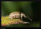 Camera: Canon
Model: Canon EOS 350D DIGITAL
Lent: Canon 100mm Macro
ISO: 100
Exposure: 1/80 sec
Aperture: f/13.0