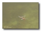 In volo
