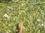 Sarò così .. onesta come se tu fossi il mare, il mare.. Sarò così .. onesta come se tu fossi il mare, il mare..