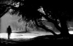 alberi nottambuli alberi nottambuli