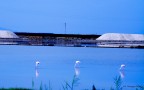 uno stormo di fenicotteri in sosta presso le saline di Trapani a 2 passi dal centro storico